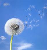 dandilion